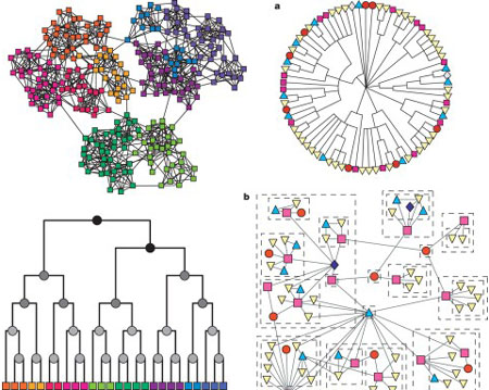 Estructura jerárquica de redes