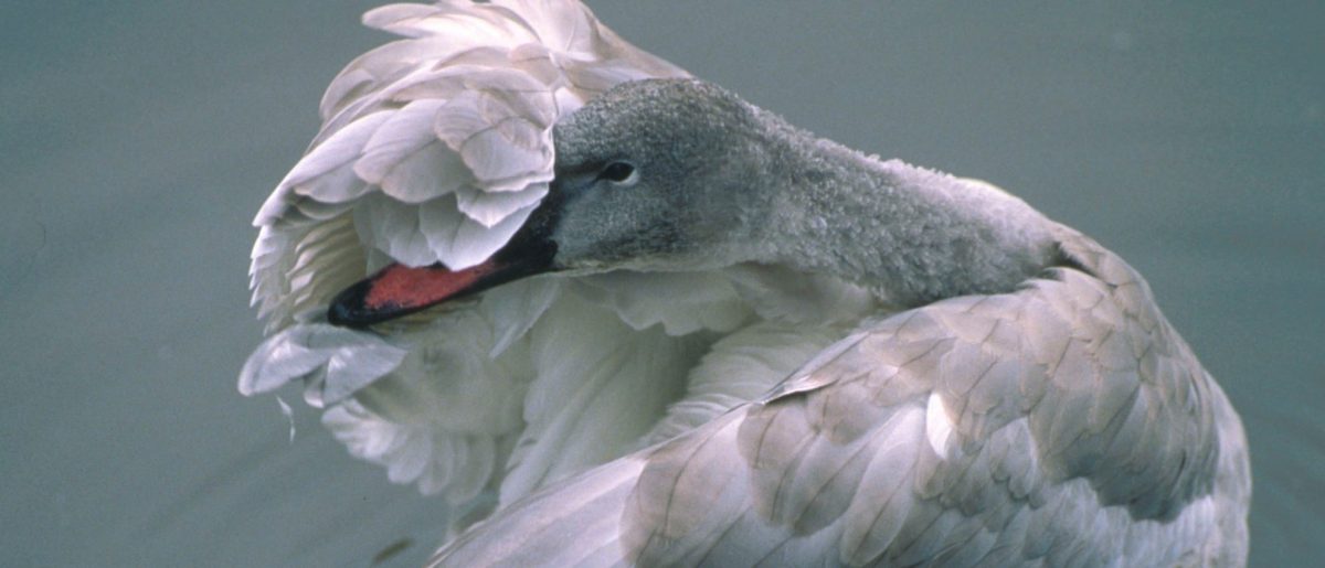 El Cisne Negro era Gris